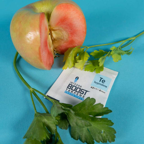 Integra Boost 62% Terpene 4g verschiedene Sorten-TE